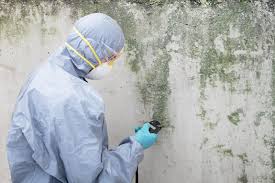 Reliable Gervais, OR Mold Removal & Remediation Solutions